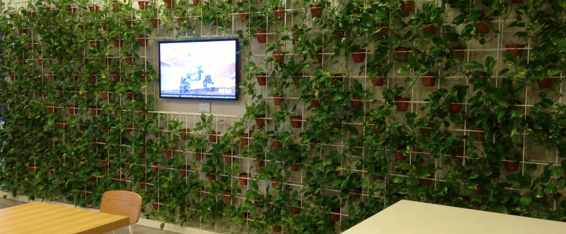 Green Wall Solutions